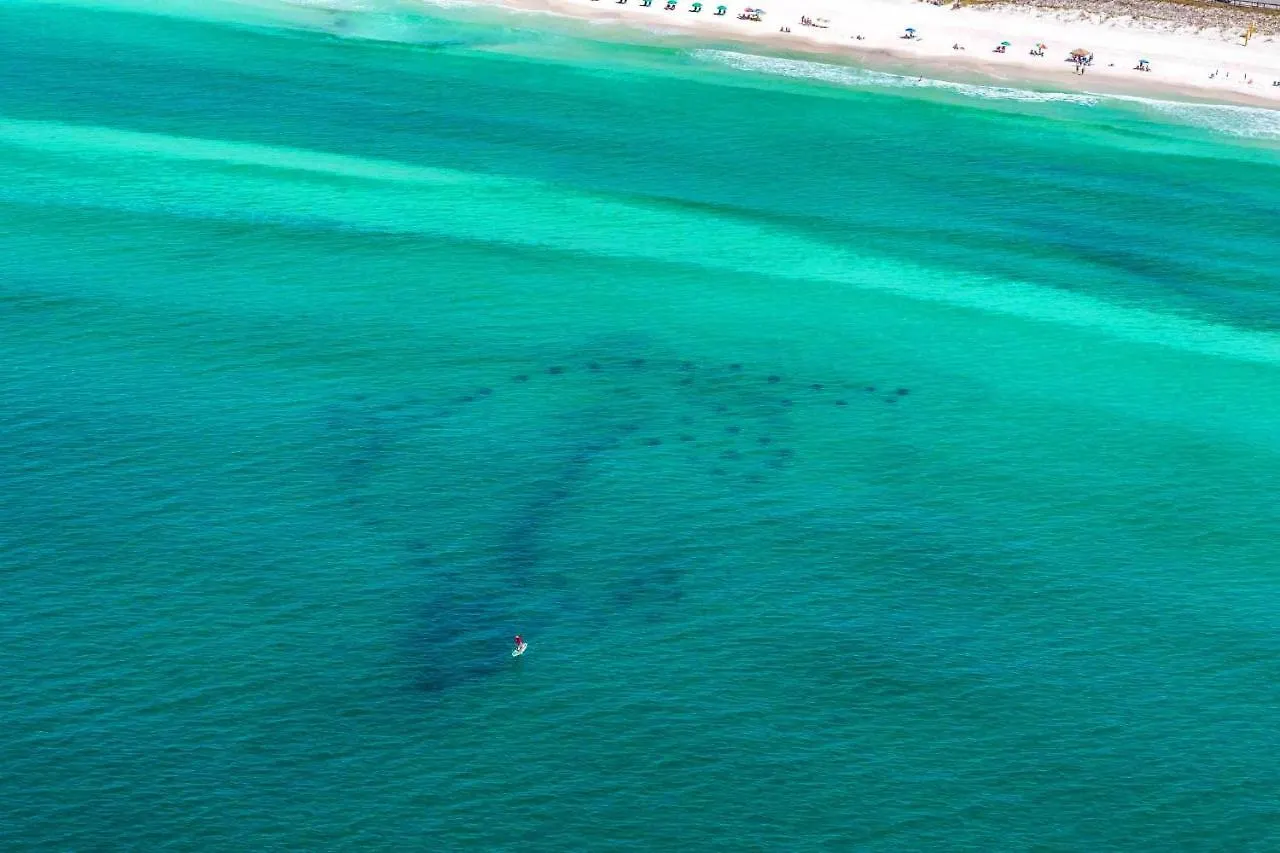 Destiny Beach Villas #11B- Beach Oasis 0*, Destin United States